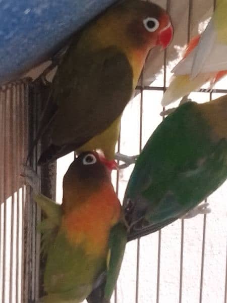 parblue lovebird and black masked love birds for sale 5