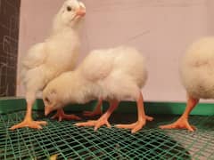 white O shamo chicks