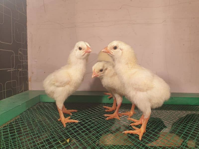 white O shamo chicks 1