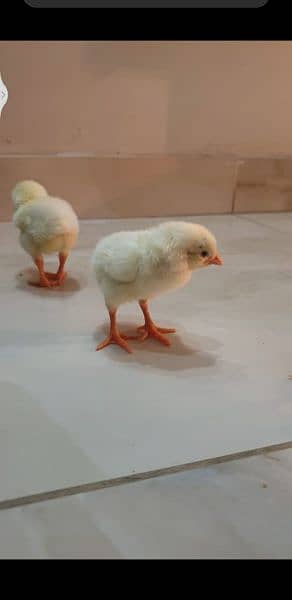 white O shamo chicks 3