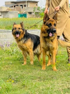 German shepherd breeder pair available for sale