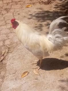 finecy cock