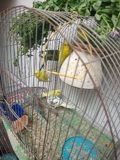 Healthy Parrot Pathey Pair N Cocktail