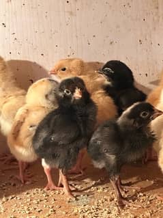 chicks shamo, Thai, Orpington , Ayam cemani