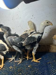 chicks shamo, Thai, Orpington , Ayam cemani