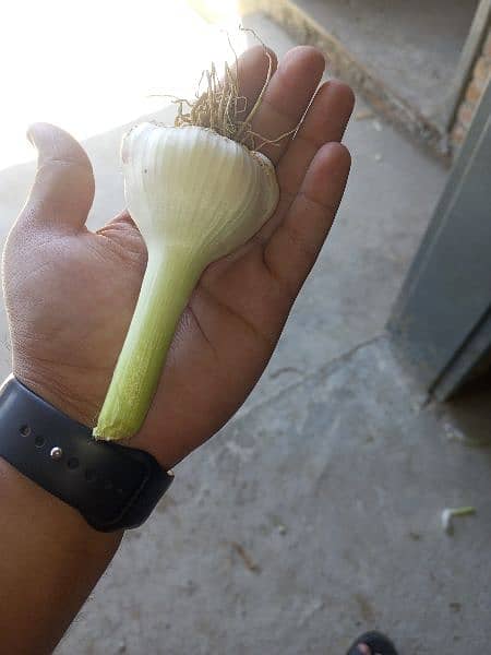 Lehsan (Garlic) for sale by kgs. (per kg 400). 1