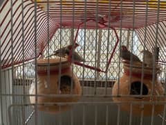 2 pairs of finches fully active finches