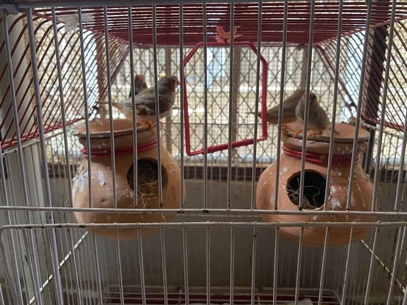 2 pairs of finches fully active finches 1