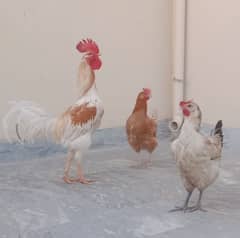 Hens for sale 0
