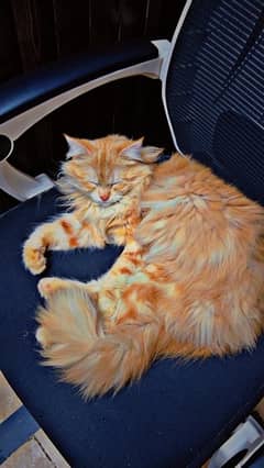 Persian Cat (brown) Triple coat 0