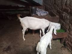 Rajanpuri goat and child (female)