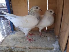 (pigeon2) 4month from sale