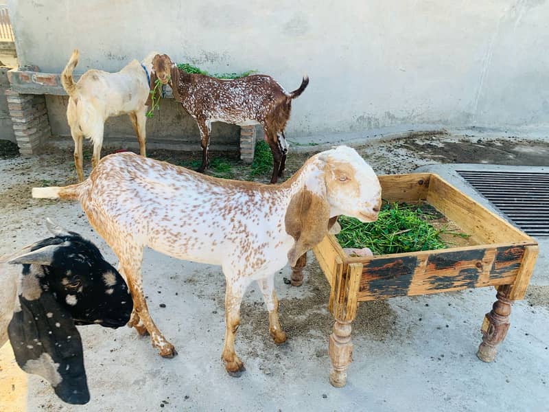 Rs 80,000 Share button Makki cheeni bread goat for sale 3