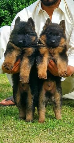German shepherd puppy available full long Cort show quality for sale