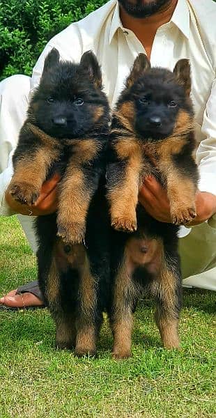 German shepherd puppy available full long Cort show quality for sale 0