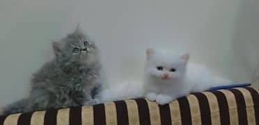 quality Persian kittens for sale