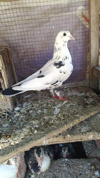 sherzai pigeon 1