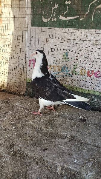 sherzai pigeon 3