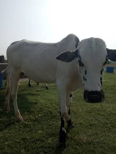 fathygangi bull, 15 months old