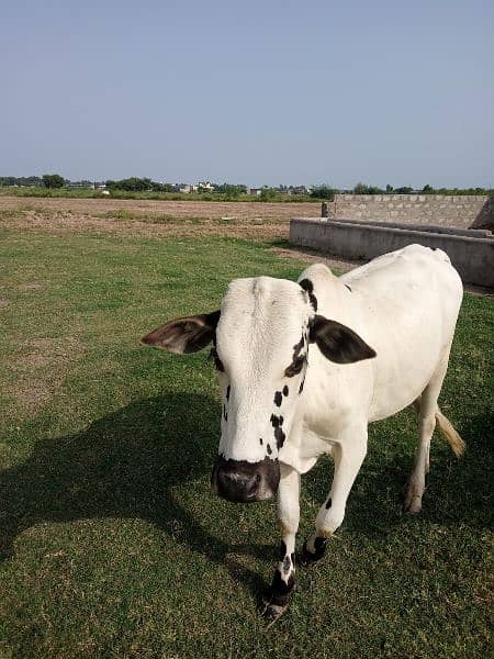 fathygangi bull, 15 months old 1