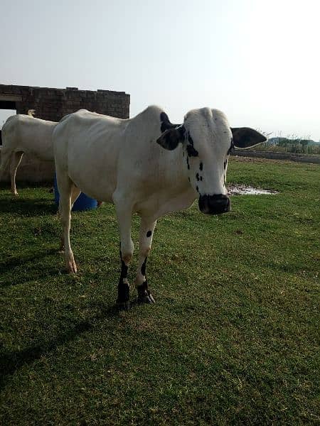 fathygangi bull, 15 months old 2