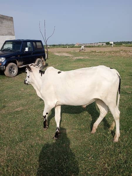 fathygangi bull, 15 months old 3