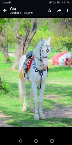 Nukri horse for Sale