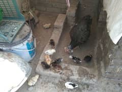 aseel hen with 12 chicks