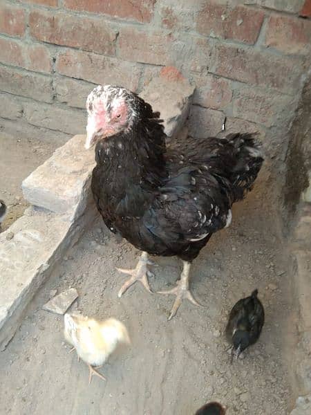 aseel hen with 12 chicks 1