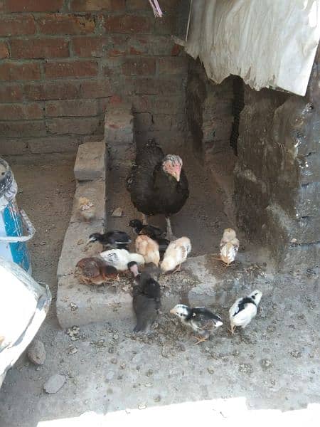 aseel hen with 12 chicks 2