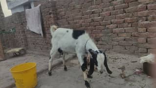 Beautiful Male goat for qurbani 2024 03327502753 my whatsapp
