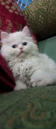 pure white blue eye kitten