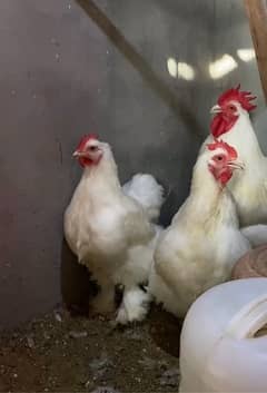 Light Brahama & White buff chicks