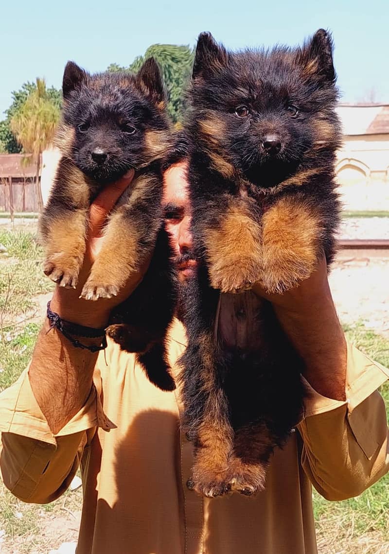 German Shepherd Dog | German Shepherd Long Coat Puppies 1