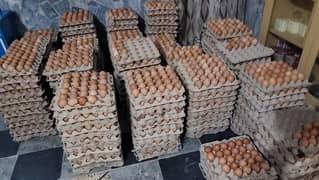 eggs whole sale