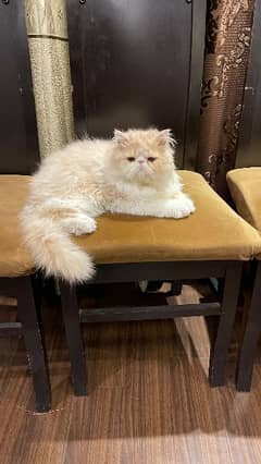 Top Quality Piki peke peki Male Persian Kitten