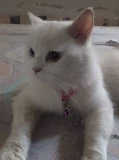 cat Persian poty trained vacinated Whatsapp/call . 0303-240-9923
