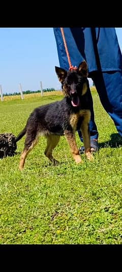 Belgium Shepherd female 3 months for sale