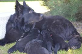 Black Shepherd puppies 0
