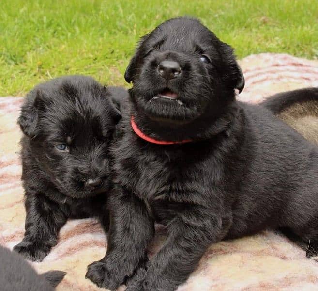 Black Shepherd puppies 1