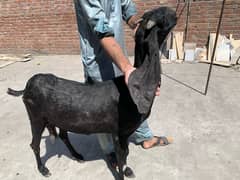 Black Amratsari beetal Goat full Jawan Active 0