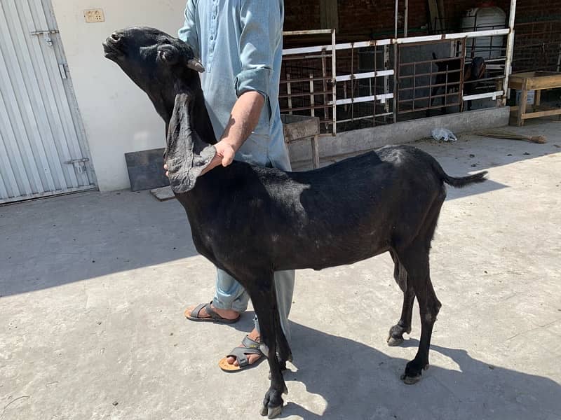 Black Amratsari beetal Goat full Jawan Active 2