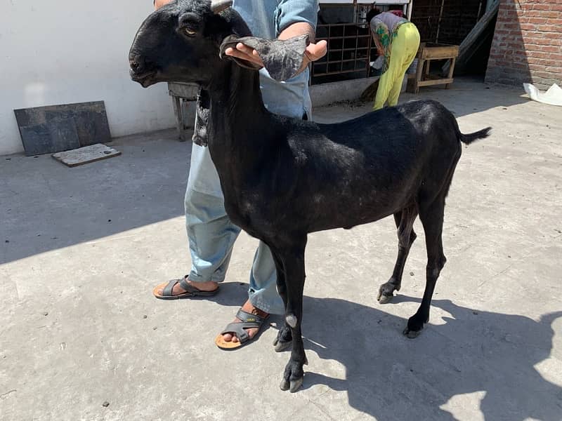 Black Amratsari beetal Goat full Jawan Active 3