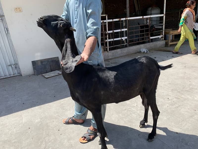Black Amratsari beetal Goat full Jawan Active 4