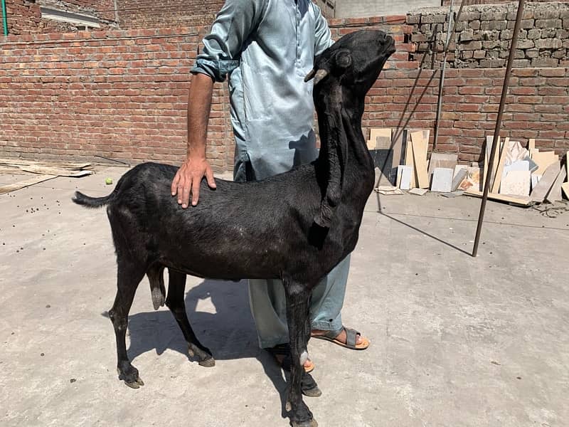 Black Amratsari beetal Goat full Jawan Active 5