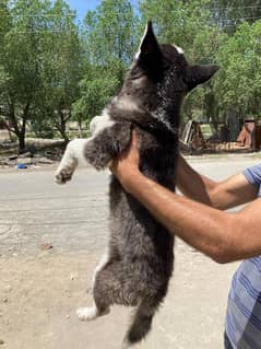 pure Siberian husky puppy 0