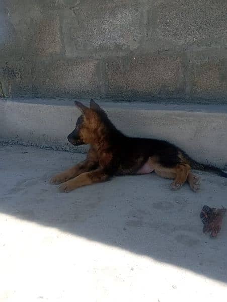 German Shepherd female for sale. vaccinated. active. double coat. 0