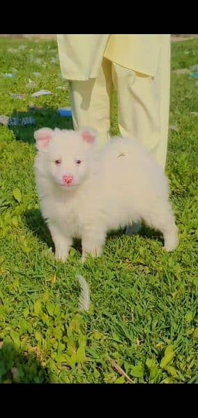 pure Russian puppy male age 2 months for sale 1