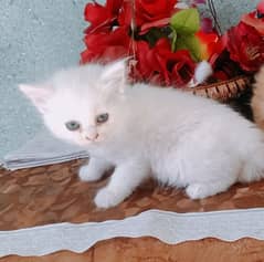 White kitten for sale