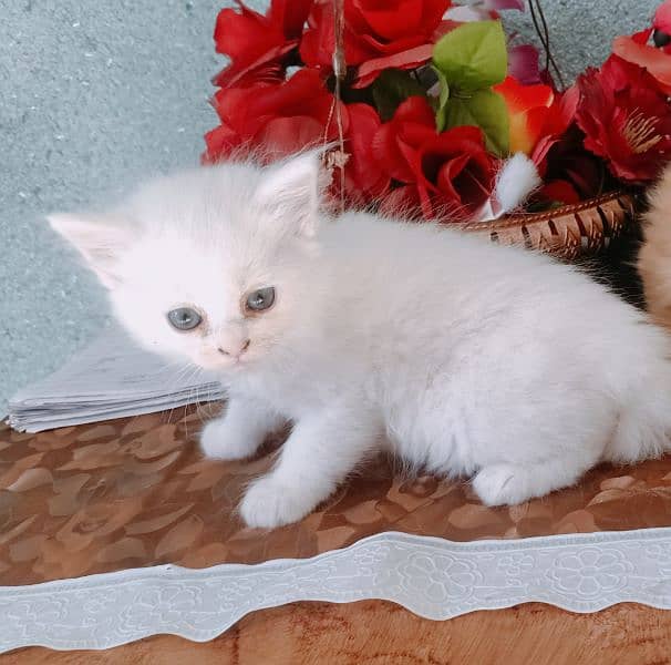 White kitten for sale 0